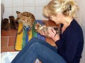 kotenca-serval-i-karakal-s-mlada-savana-small-4