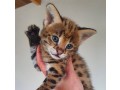 kotenca-serval-i-karakal-s-mlada-savana-small-1