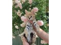 kotenca-serval-i-karakal-s-mlada-savana-small-2