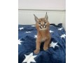 kotenca-serval-i-karakal-s-mlada-savana-small-0