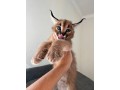 kotenca-serval-i-karakal-s-mlada-savana-small-3