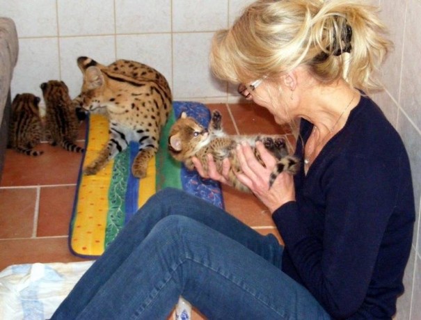 kotenca-serval-i-karakal-s-mlada-savana-big-4