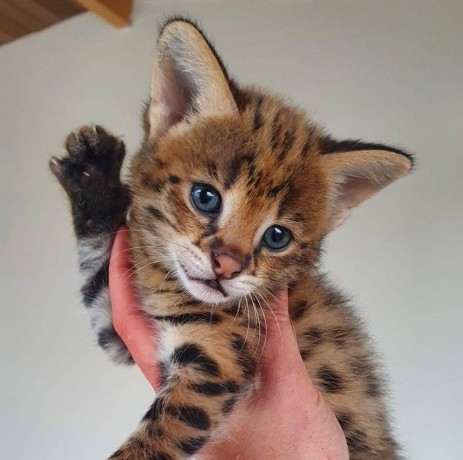 kotenca-serval-i-karakal-s-mlada-savana-big-1