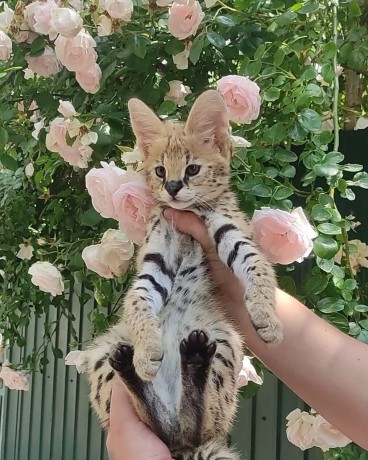 kotenca-serval-i-karakal-s-mlada-savana-big-2