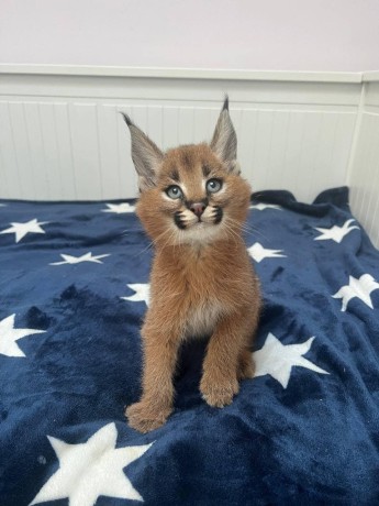 kotenca-serval-i-karakal-s-mlada-savana-big-0